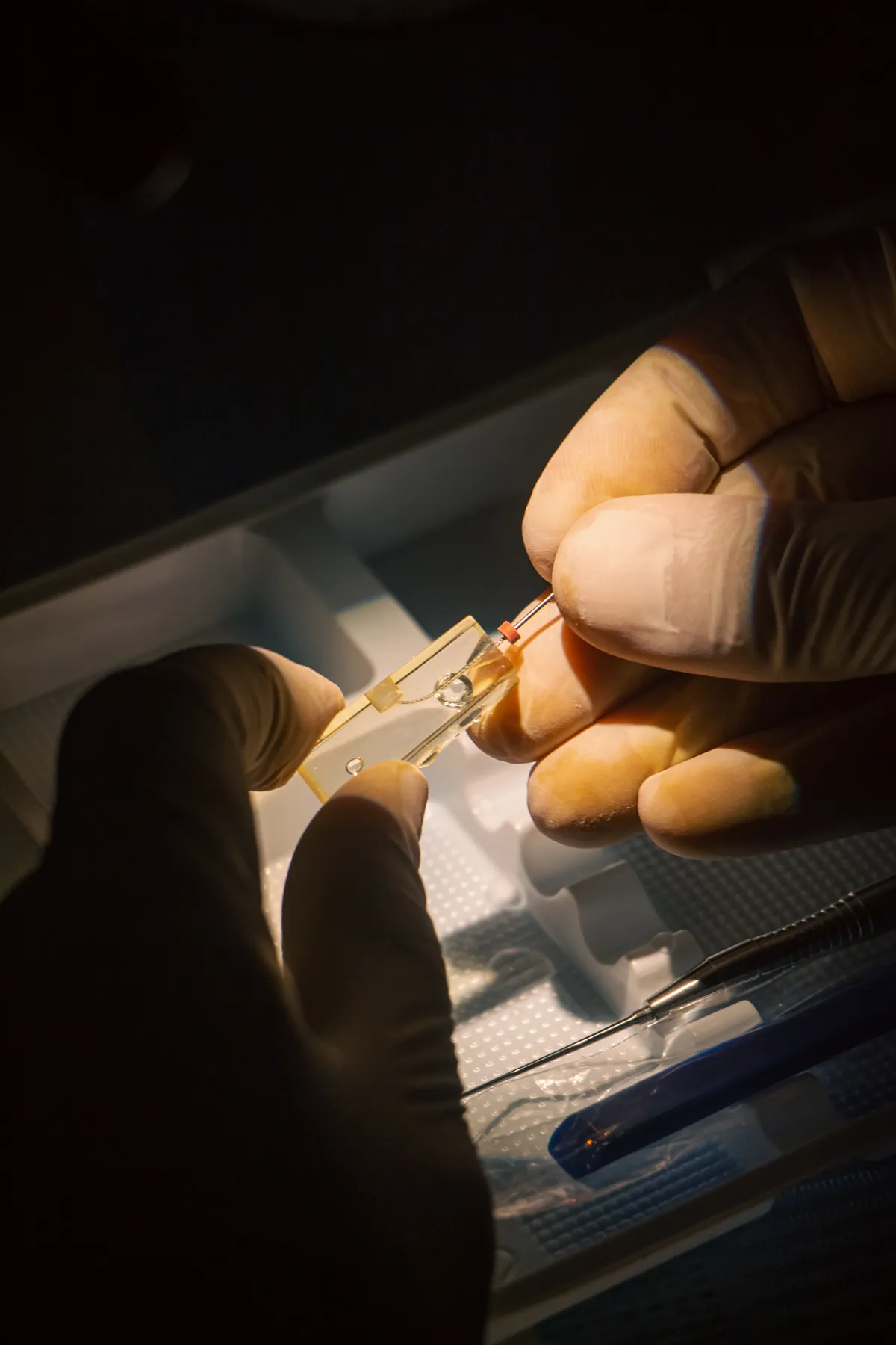 Mains gantées manipulant une dent extraite sous la lumière, Summer Bootcamp 2024